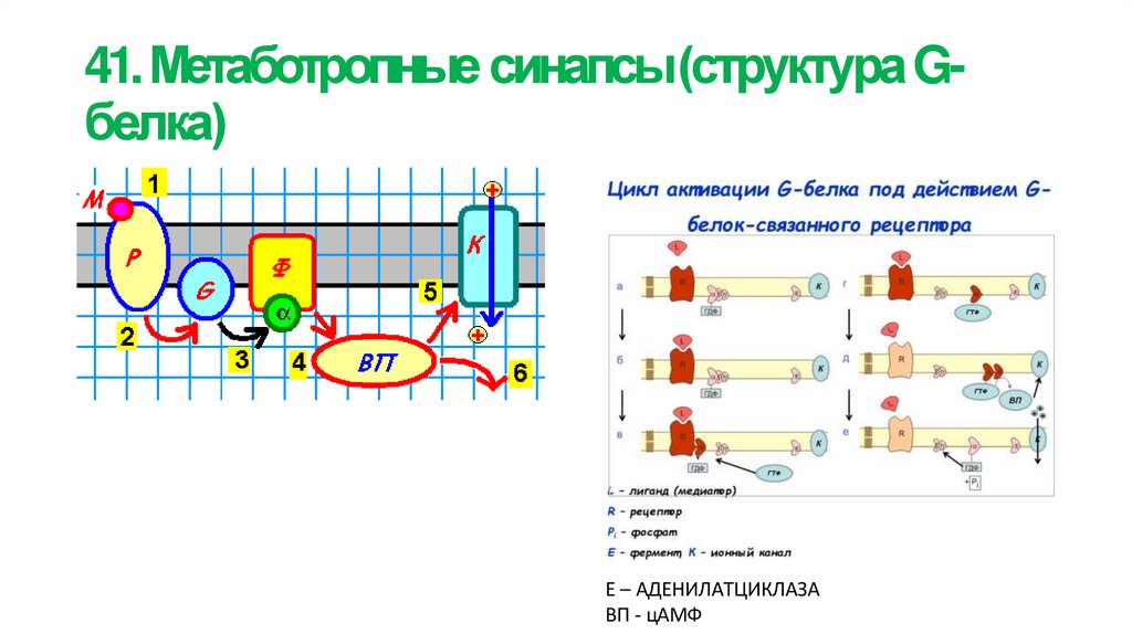 41. Метаботропные синапсы (структура G- белка)