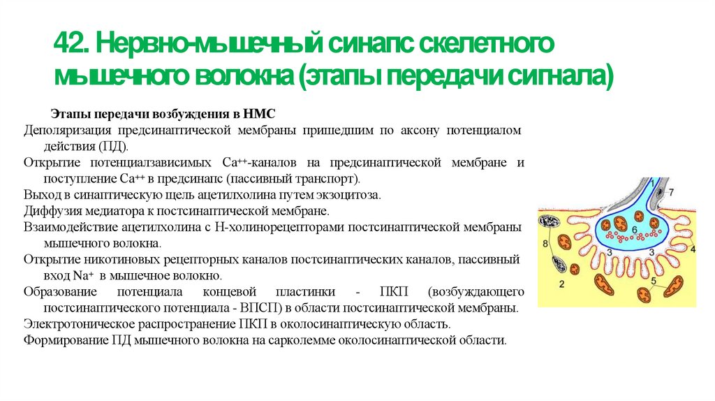 42. Нервно-мышечный синапс скелетного мышечного волокна (этапы передачи сигнала)