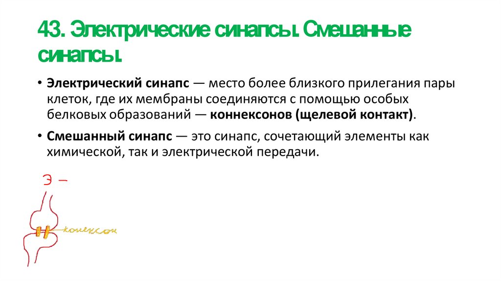 43. Электрические синапсы. Смешанные синапсы.
