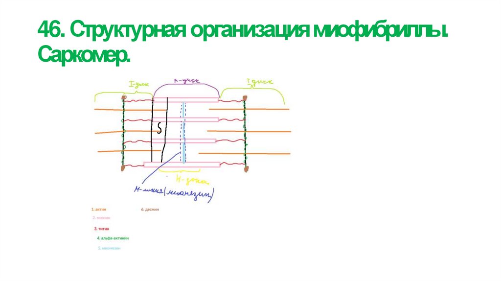 46. Структурная организация миофибриллы. Саркомер.
