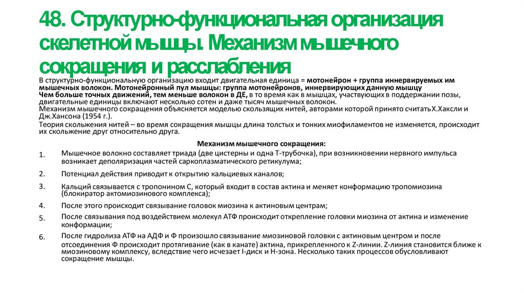 48. Структурно-функциональная организация скелетной мышцы. Механизм мышечного сокращения и расслабления