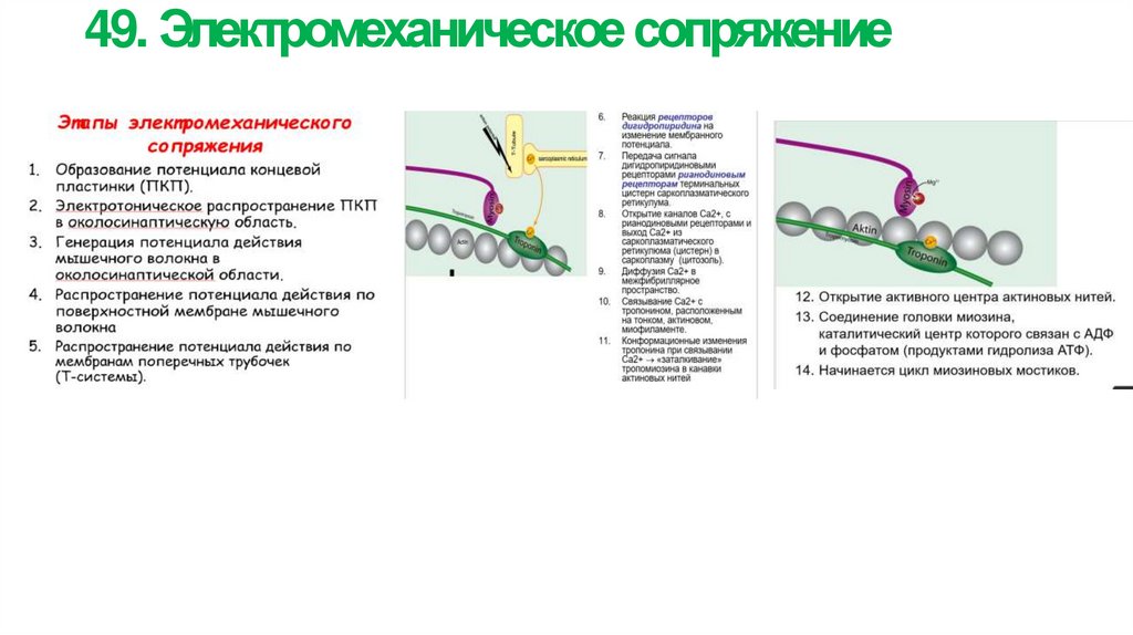 49. Электромеханическое сопряжение