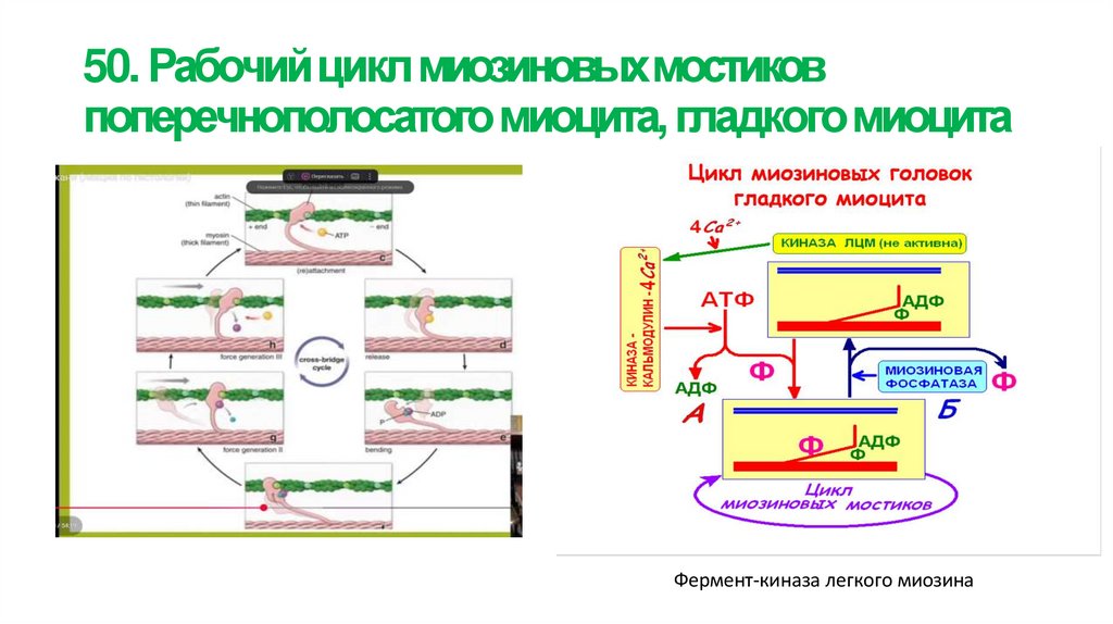 50. Рабочий цикл миозиновых мостиков поперечнополосатого миоцита, гладкого миоцита