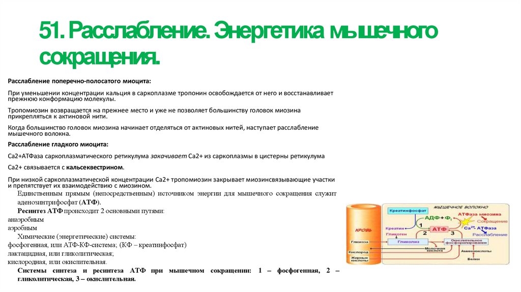 51. Расслабление. Энергетика мышечного сокращения.