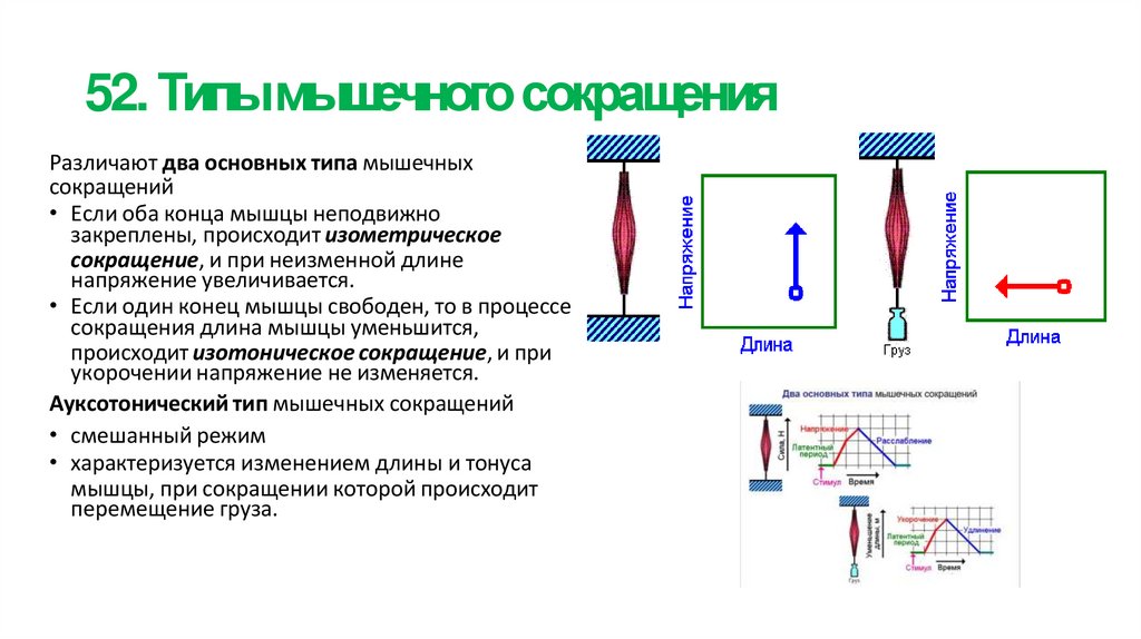 52. Типы мышечного сокращения