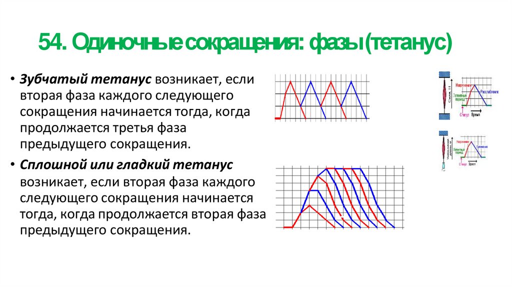 54. Одиночные сокращения: фазы (тетанус)