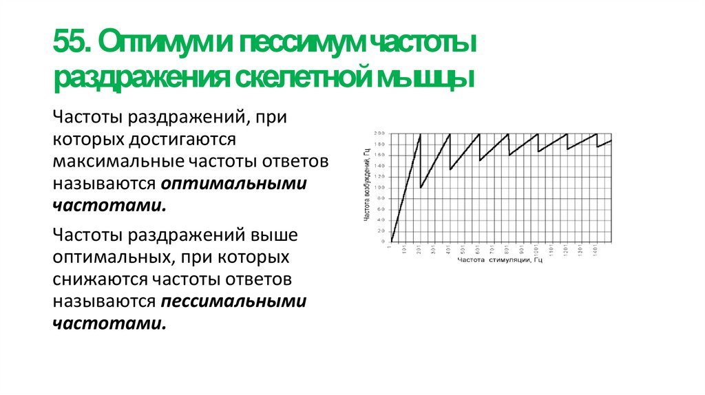 55. Оптимум и пессимум частоты раздражения скелетной мышцы