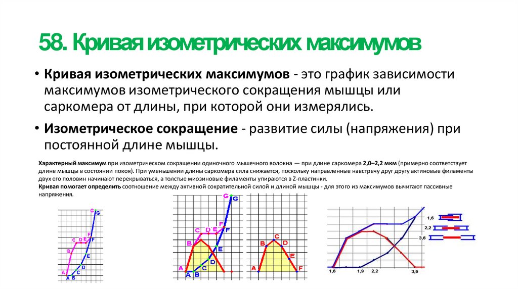 58. Кривая изометрических максимумов