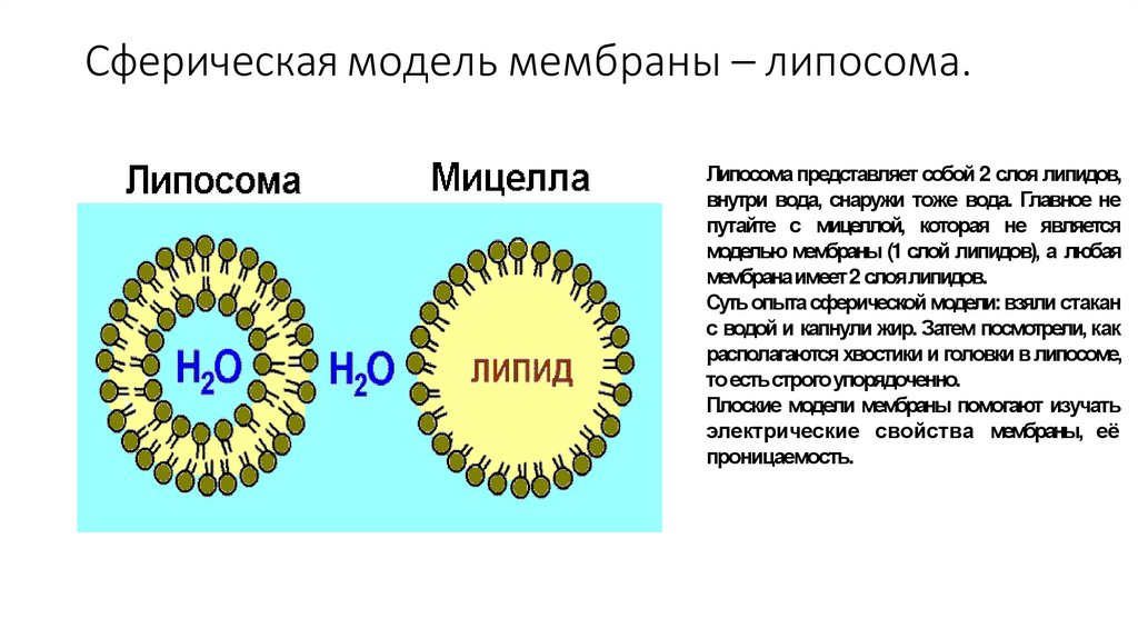 Сферическая модель мембраны – липосома.