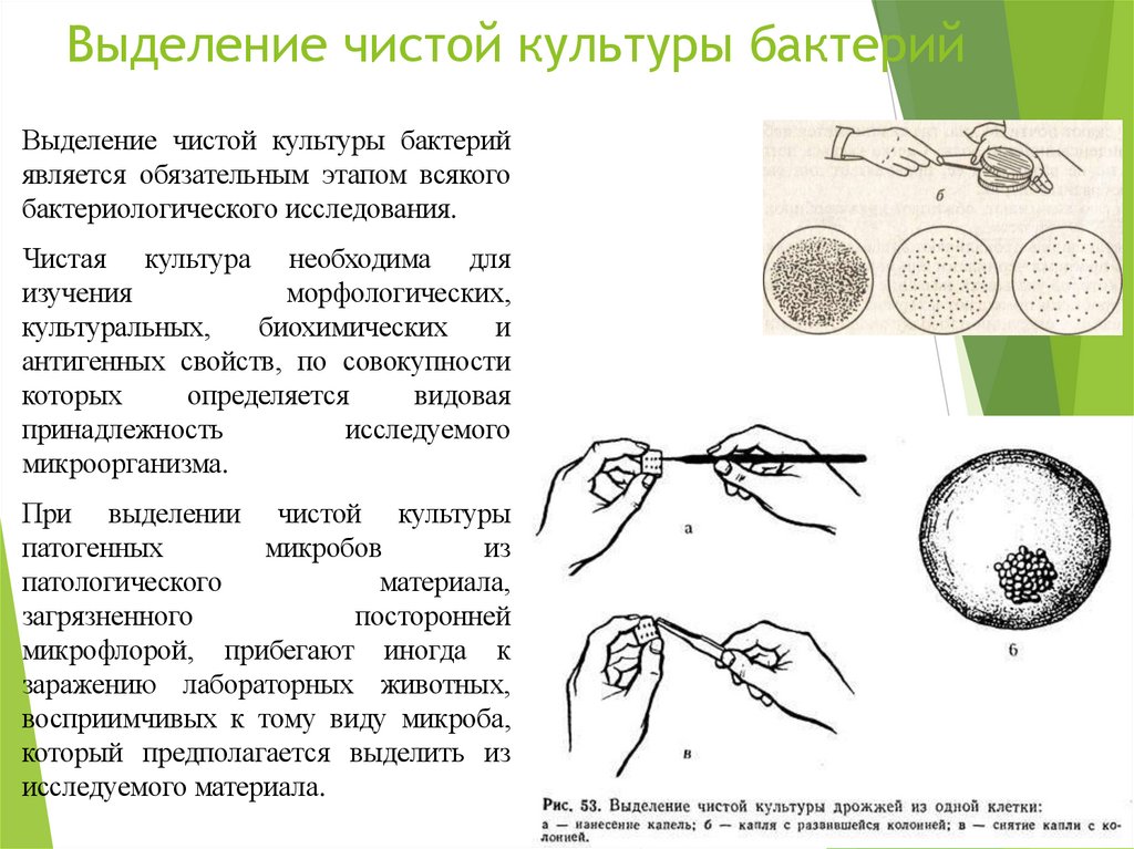 Выделение чистой культуры бактерий