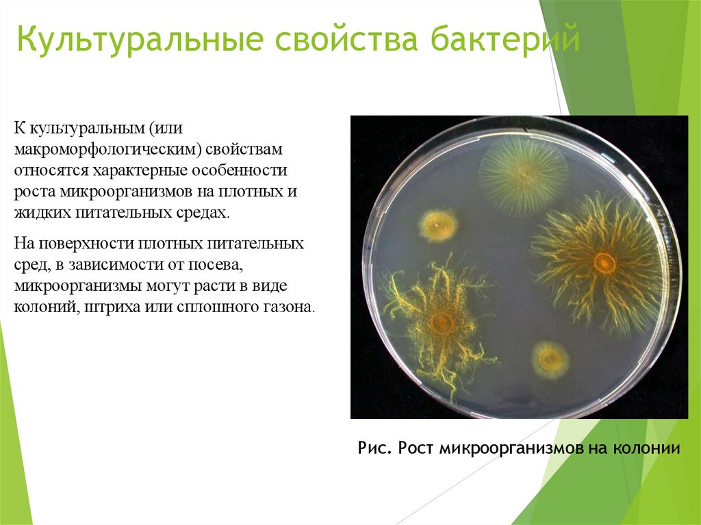 Культуральные свойства бактерий
