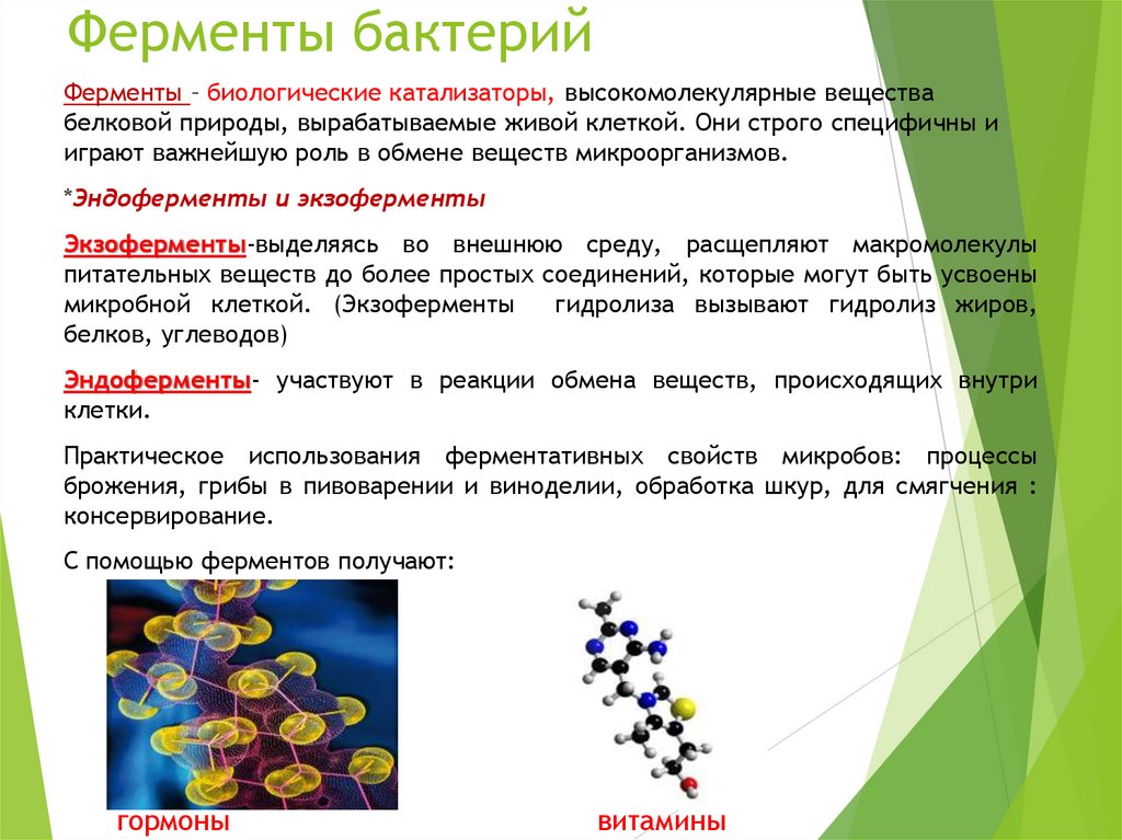 Ферменты бактерий
