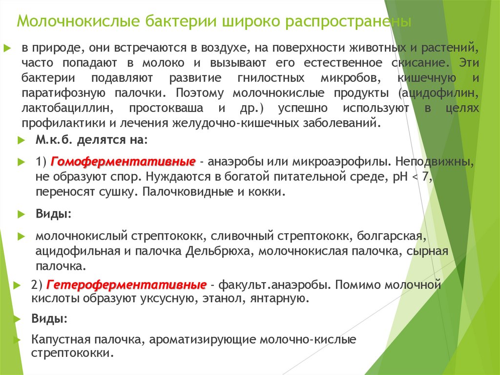 Молочнокислые бактерии широко распространены