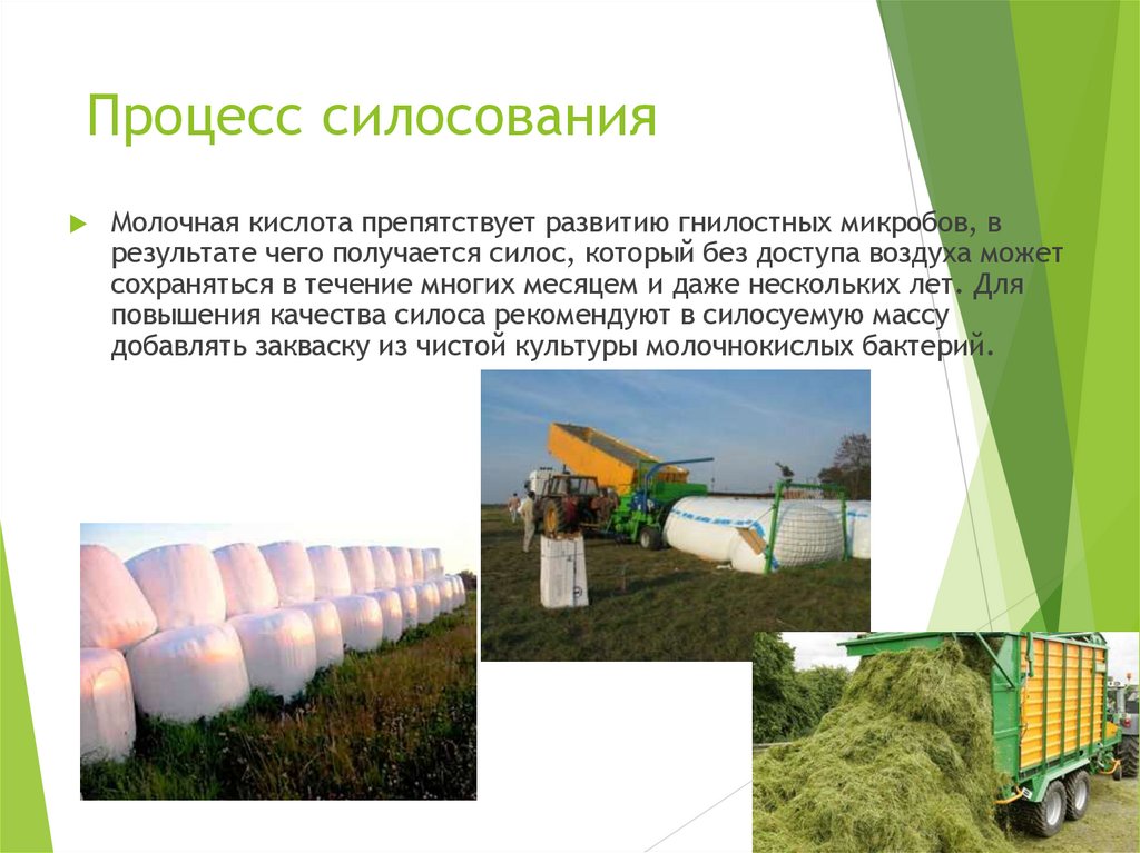 Процесс силосования