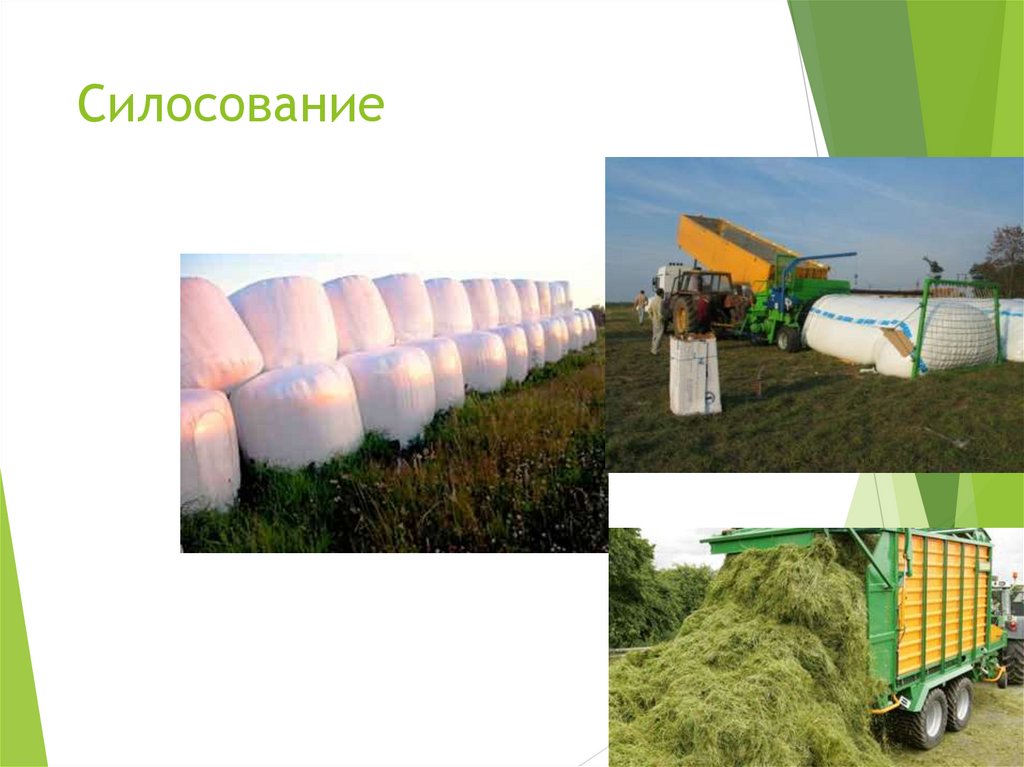 Силосование