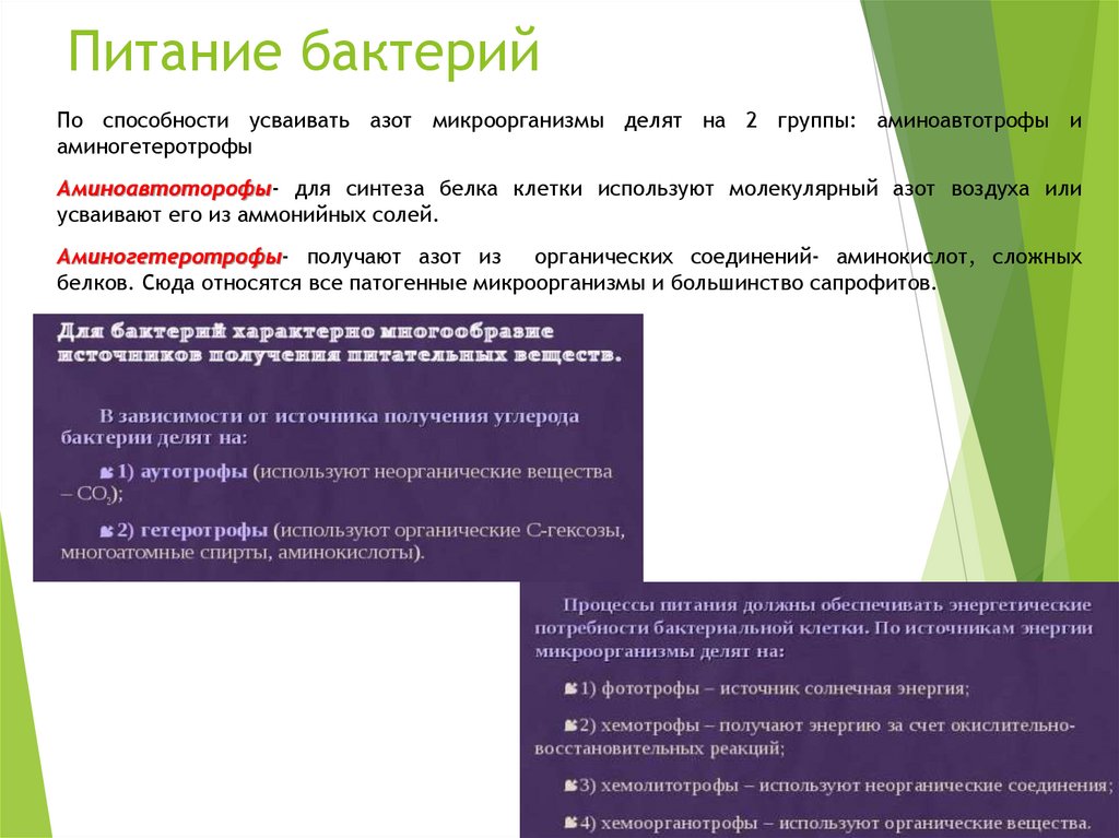 Питание бактерий