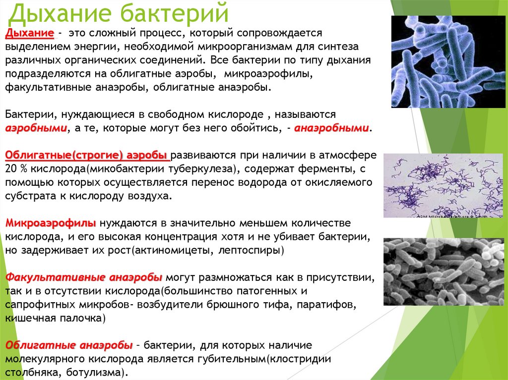 Дыхание бактерий
