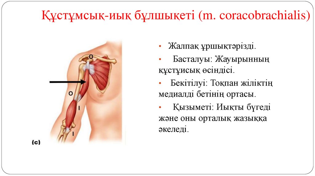 Құстұмсық-иық бұлшықеті (m. coracobrachialis)