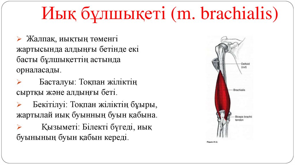 Иық бұлшықеті (m. brachialis)
