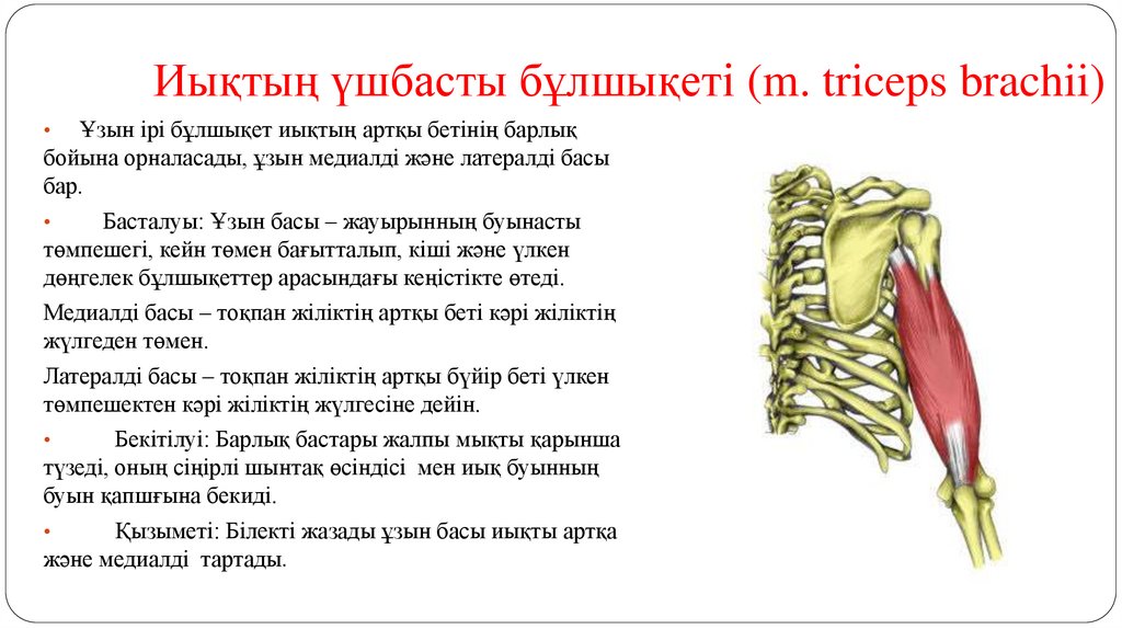 Иықтың үшбасты бұлшықеті (m. triceps brachii)