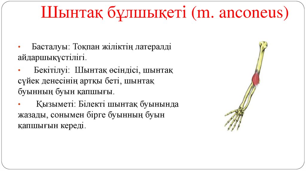Шынтақ бұлшықеті (m. anconeus)