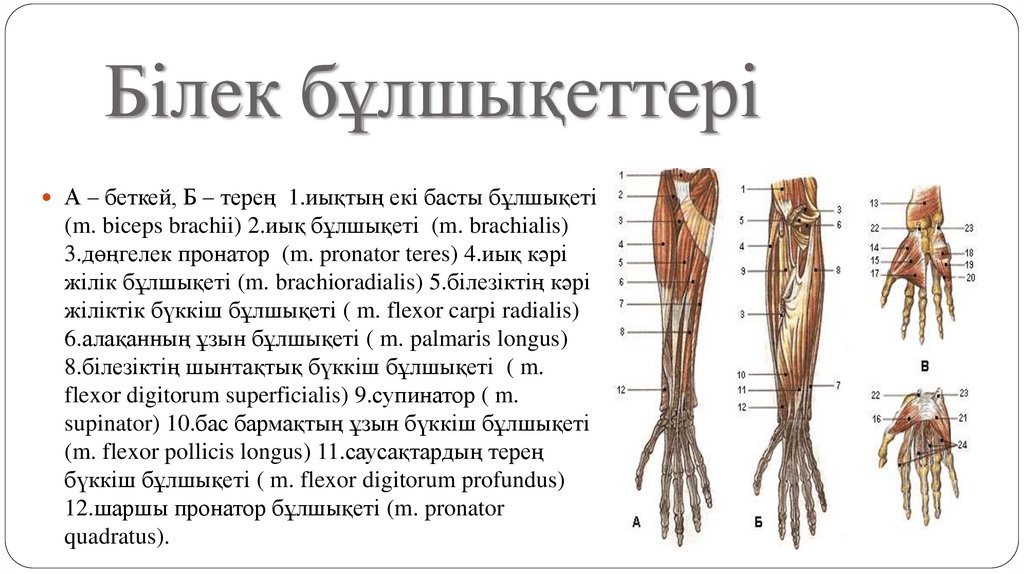 Білек бұлшықеттері
