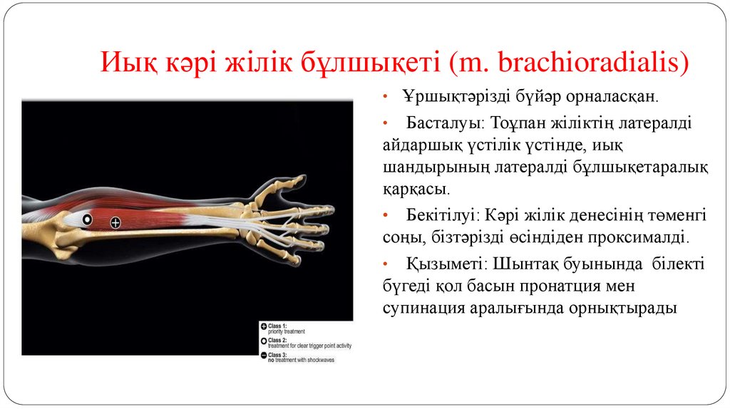 Иық кәрі жілік бұлшықеті (m. brachioradialis)