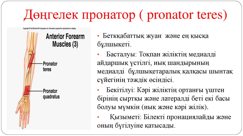 Дөңгелек пронатор ( pronator teres)