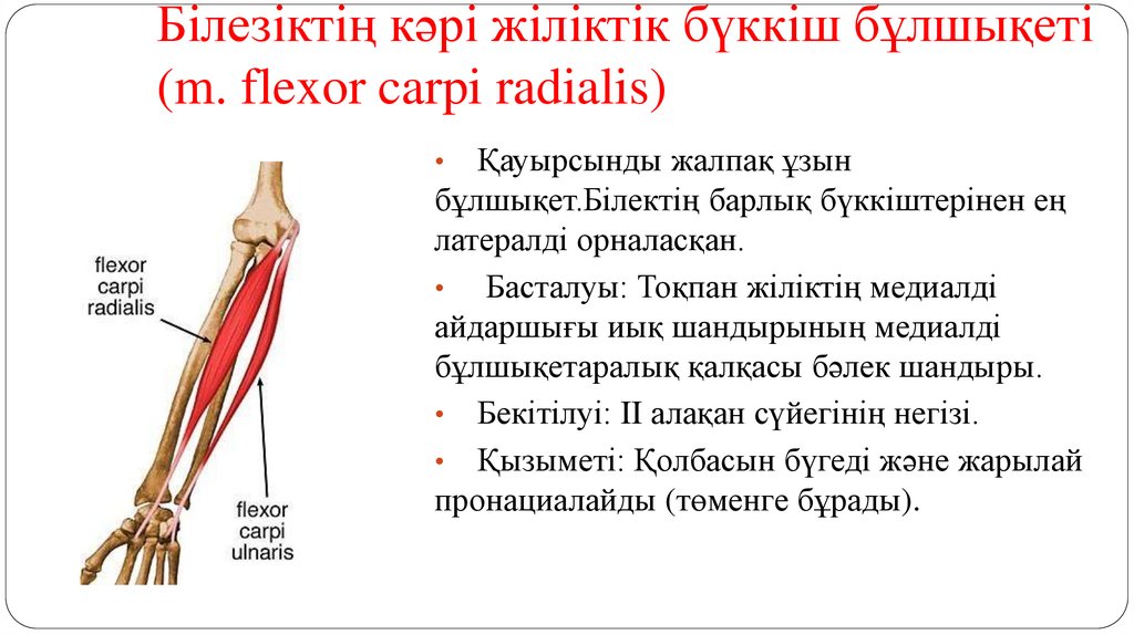 Білезіктің кәрі жіліктік бүккіш бұлшықеті (m. flexor carpi radialis)