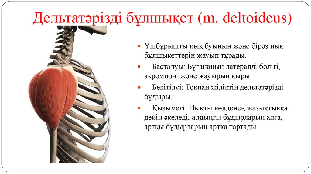 Дельтатәрізді бұлшықет (m. deltoideus)