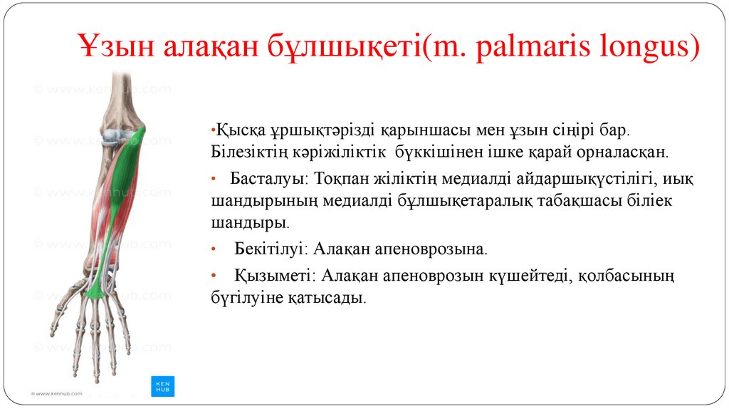 Ұзын алақан бұлшықеті(m. palmaris longus)