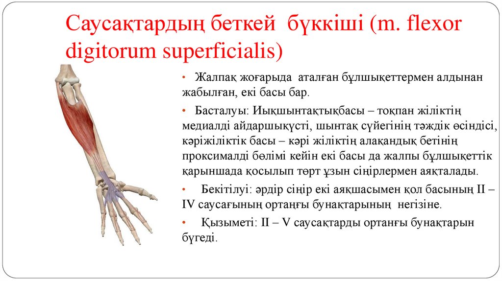 Саусақтардың беткей бүккіші (m. flexor digitorum superficialis)