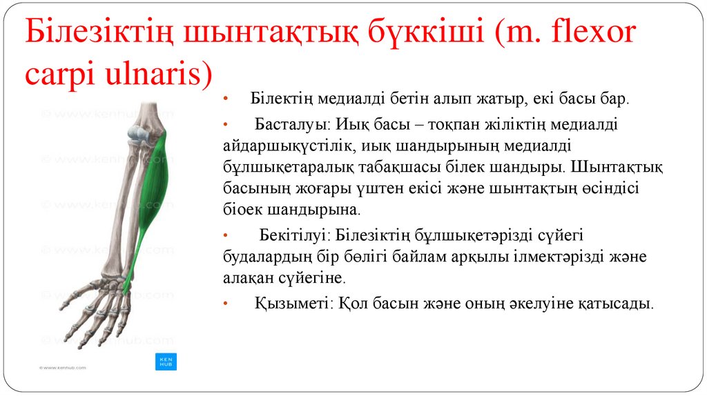 Білезіктің шынтақтық бүккіші (m. flexor carpi ulnaris)