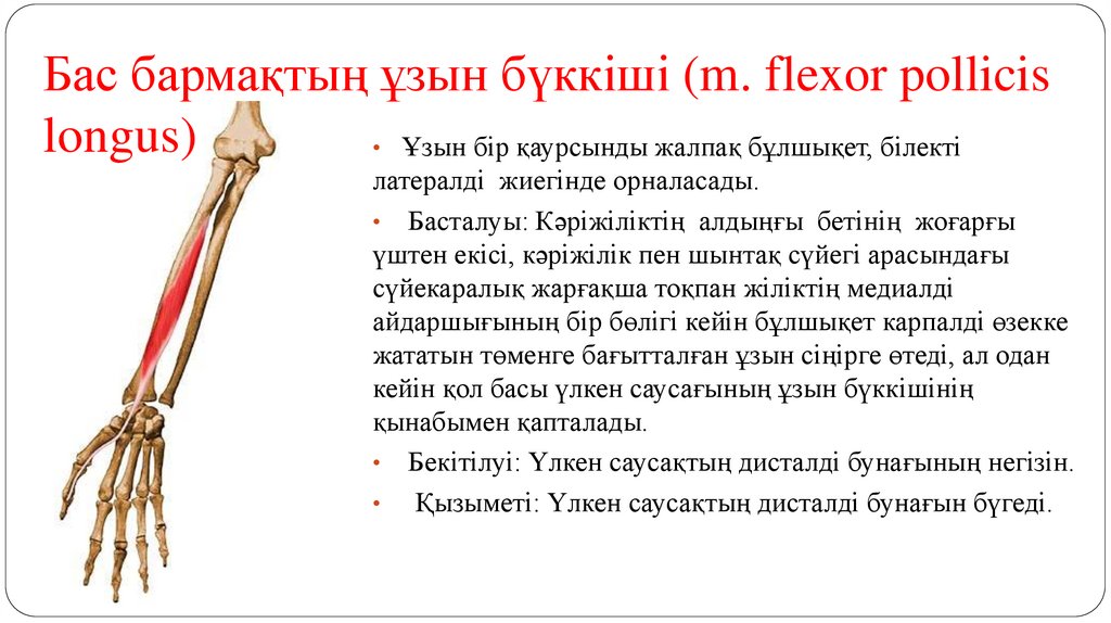 Бас бармақтың ұзын бүккіші (m. flexor pollicis longus)
