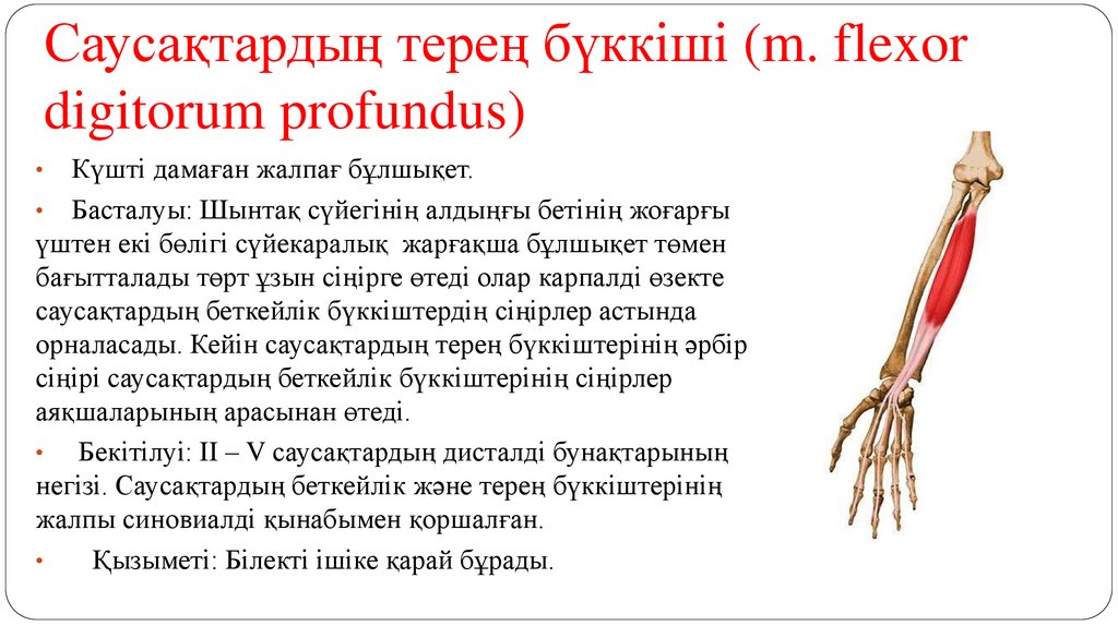Саусақтардың терең бүккіші (m. flexor digitorum profundus)