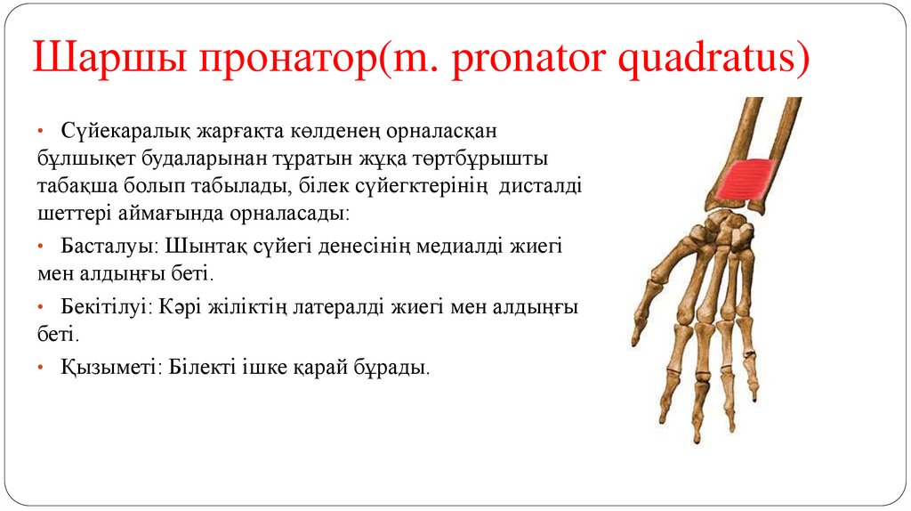 Шаршы пронатор(m. pronator quadratus)