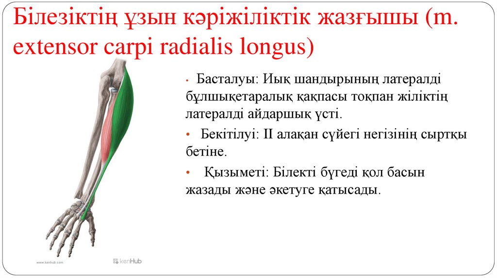 Білезіктің ұзын кәріжіліктік жазғышы (m. extensor carpi radialis longus)