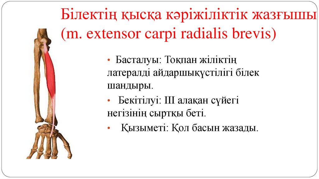 Білектің қысқа кәріжіліктік жазғышы (m. extensor carpi radialis brevis)
