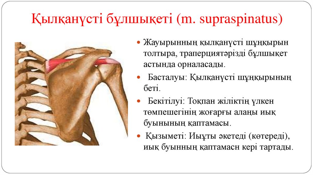Қылқанүсті бұлшықеті (m. supraspinatus)
