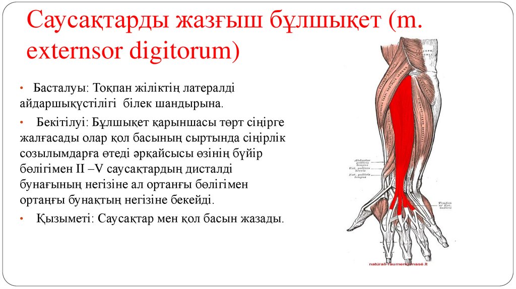 Саусақтарды жазғыш бұлшықет (m. externsor digitorum)