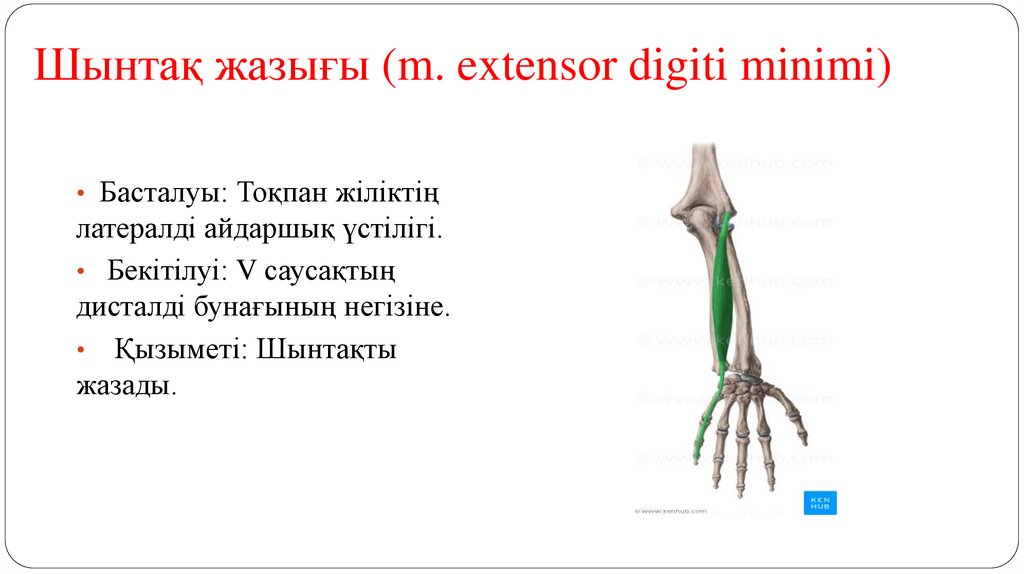 Шынтақ жазығы (m. extensor digiti minimi)