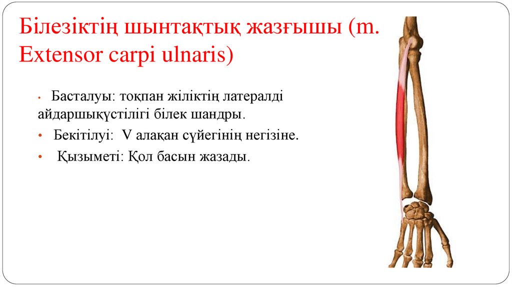 Білезіктің шынтақтық жазғышы (m. Extensor carpi ulnaris)