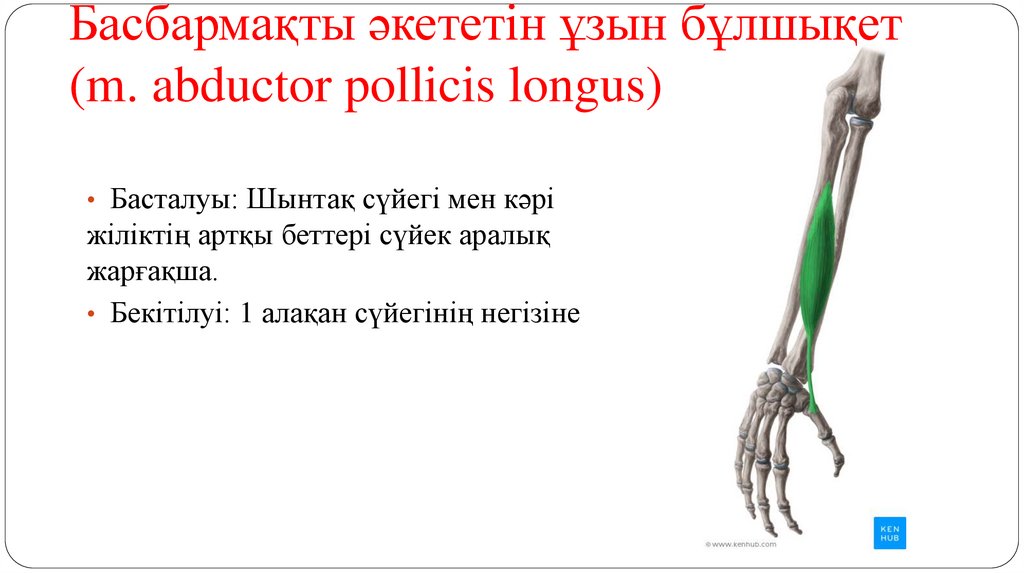 Басбармақты әкететін ұзын бұлшықет (m. abductor pollicis longus)
