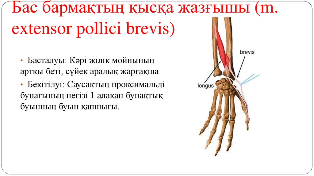 Бас бармақтың қысқа жазғышы (m. extensor pollici brevis)