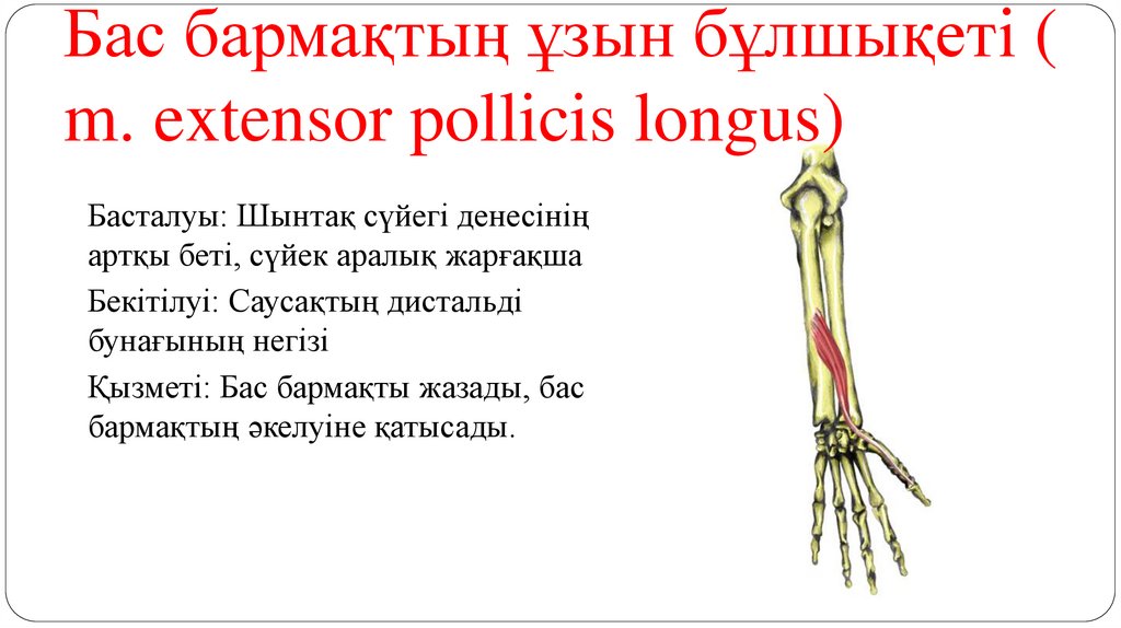 Бас бармақтың ұзын бұлшықеті ( m. extensor pollicis longus)