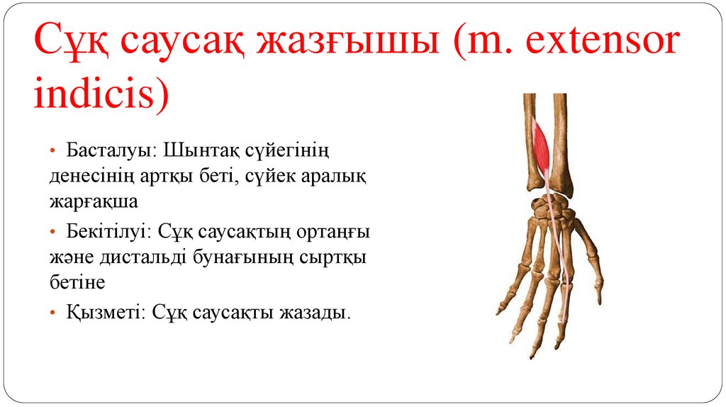 Сұқ саусақ жазғышы (m. extensor indicis)