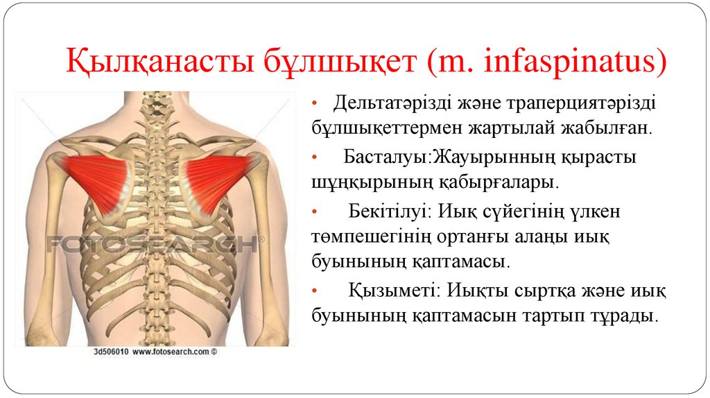 Қылқанасты бұлшықет (m. infaspinatus)