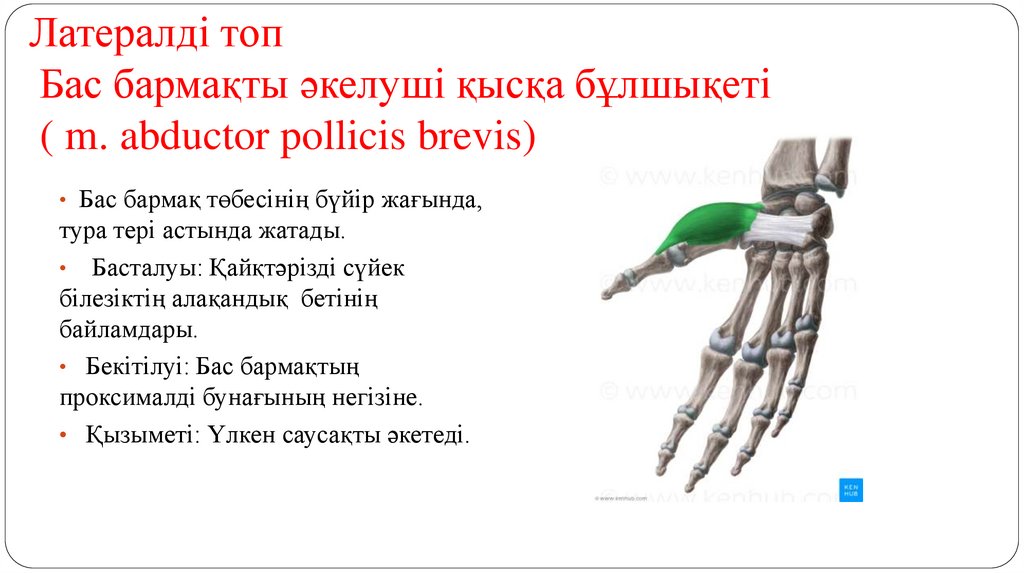 Латералді топ Бас бармақты әкелуші қысқа бұлшықеті ( m. abductor pollicis brevis)