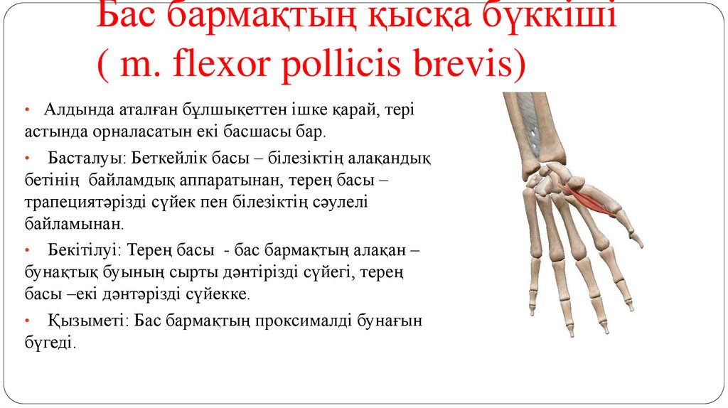 Бас бармақтың қысқа бүккіші ( m. flexor pollicis brevis)