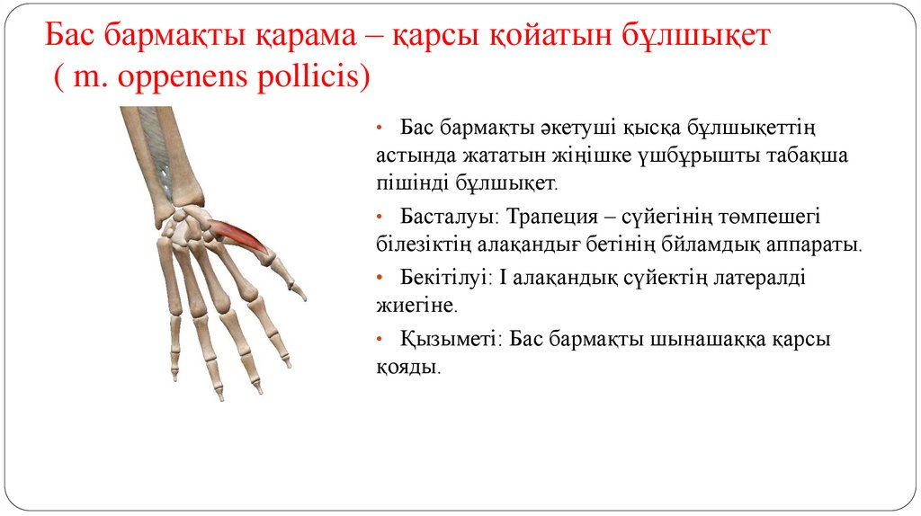 Бас бармақты қарама – қарсы қойатын бұлшықет ( m. oppenens pollicis)